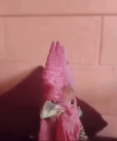 Chicken Singing GIF