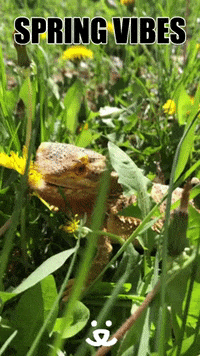 First Day Of Spring GIFs - Get the best GIF on GIPHY