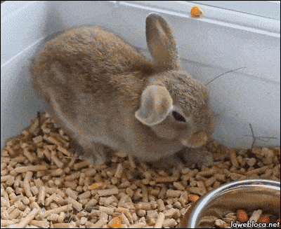 Giphy - Tired Rabbit GIF