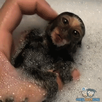 adorable baby monkey GIF