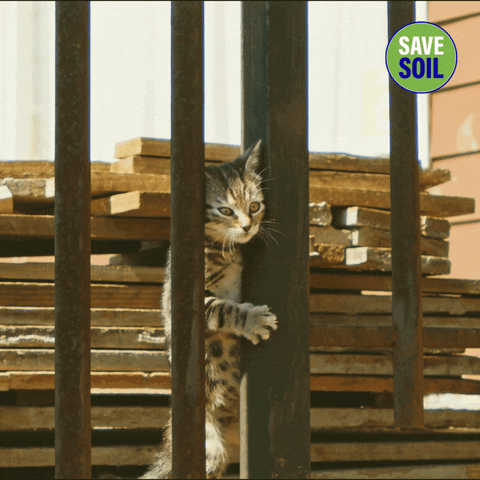 Cat GIF by Save Soil