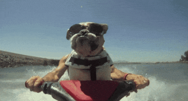 Video gif. A bulldog wearing goggles and a life jacket rides a jetski, seemingly driving it with human arms.