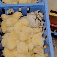 cat baby GIF cat baby GIF