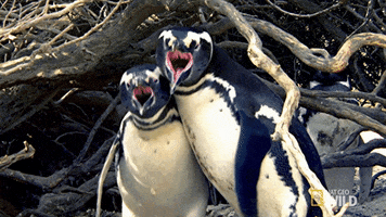 nat geo penguin GIF by Nat Geo Wild