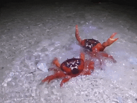 crabs meme gif