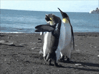 penguin gif