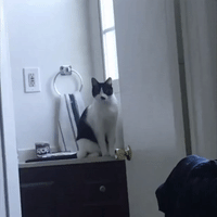 'Why I Oughta' - Cat Shakes Paw at Owner