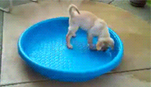 Video gif. Yellow lab puppy with a plastic water bottle in his mouth traipses around close to the edge of a blue kiddie pool, flipping it over on top of him and then walking off onto the lawn still carrying the pool.