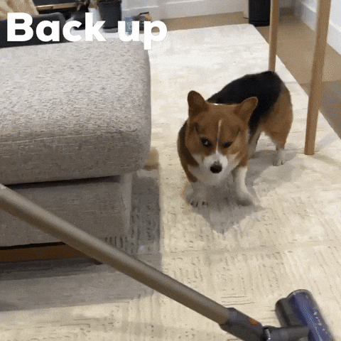 Back Up Dog GIF