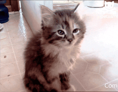 Sleepy Kitten GIF - Find & Share on GIPHY