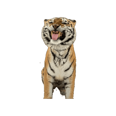 Amur Tiger Tongue Sticker by John Ball Zoo