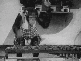 Monkey Chimp GIF