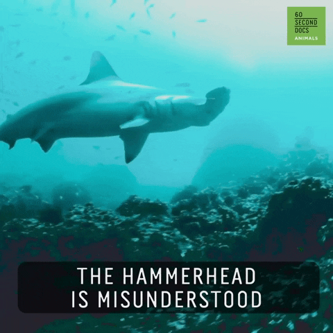 Hammerhead Shark GIF by 60 Second Docs