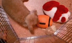 bunnies