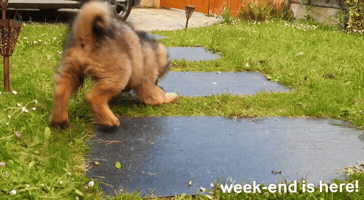 Happy GIF