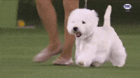 West-highland GIFs - Get the best GIF on GIPHY