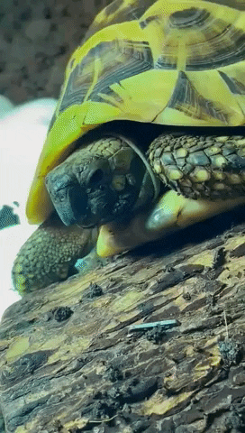 Turtle Funny Animals GIF by Storyful