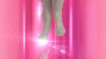Glow Up White Cat GIF by Fox4Pets