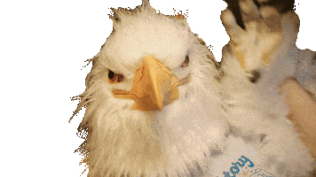 Eagle Americaneagle Sticker by RepealDay