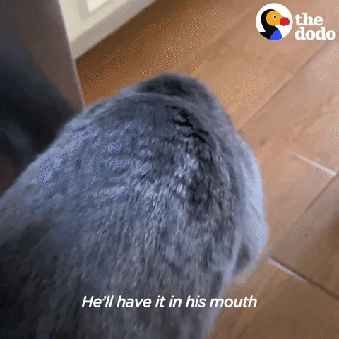 Cats Playing GIF by The Dodo