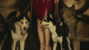 jackrodriguezarrieta sexy dogs shakira perro fiel GIF