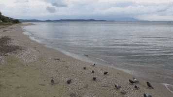 Greek Winter GIF