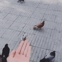 200w.gif#2