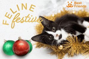 Merry Christmas Cat GIF by Best Friends Animal Society
