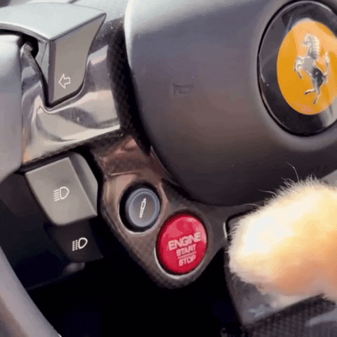Ferrari Pomeranian GIF