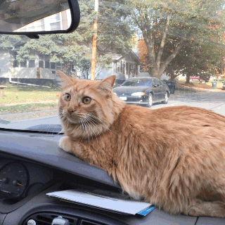  cat cars girlfriend dash vet GIF