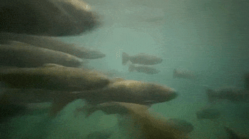 Salmon Run Traffic GIF by U.S. Fish and Wildlife Service