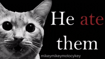 Funny Cat GIF