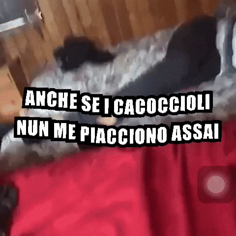 Anche Se I Cacoccioli Nun Me Piacciono Assai GIF