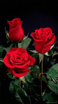 Flower Animation Gifs Get The Best Gif On Giphy
