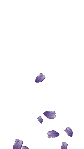 Petals Wisteria Sticker