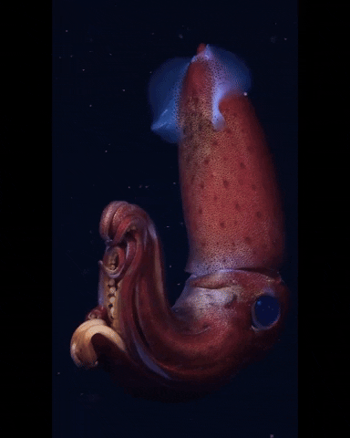Deep Sea Squid GIF by OctoNation® The Largest Octopus Fan Club!