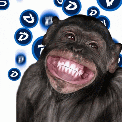 funny monkey gif