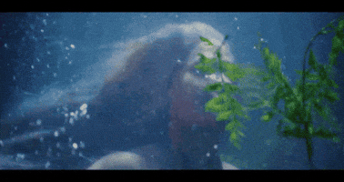 Sean Paul Dancehall GIF by Ganda Entertainment
