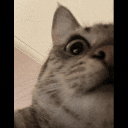 Cat GIF by Southside Grout