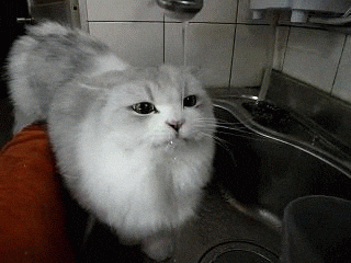 giphy.gif?cid=790b76117b37bcff5fcb8d272c44bcfcc90555444c734d15&rid=giphy.gif&ct=g
