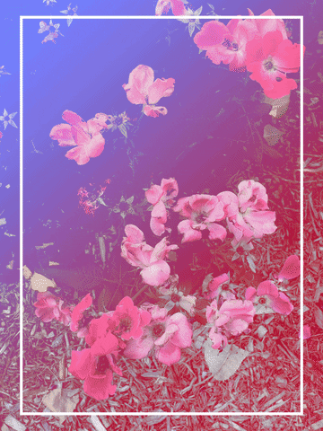 TRUMANVISUALS flowers aesthetic vaporwave zoom GIF