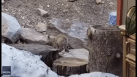 Trio of Young Grey Foxes Filmed Playing in Colorado Backyard