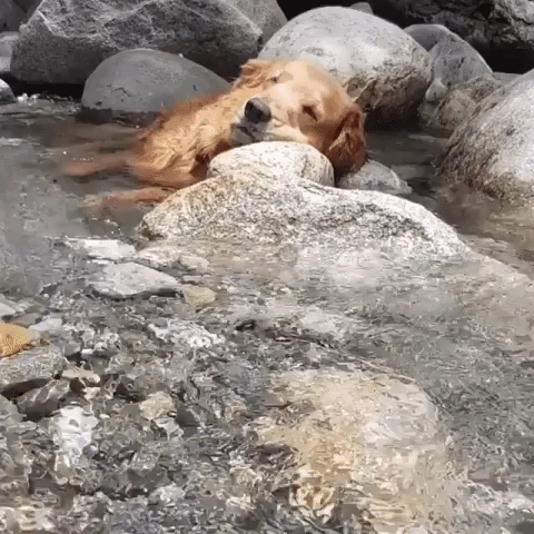 Geanimeerde GIF - Zoek & Deel op GIPHY