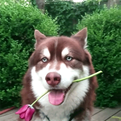 Wenn du ein Hund wärst würdest du bellend denken