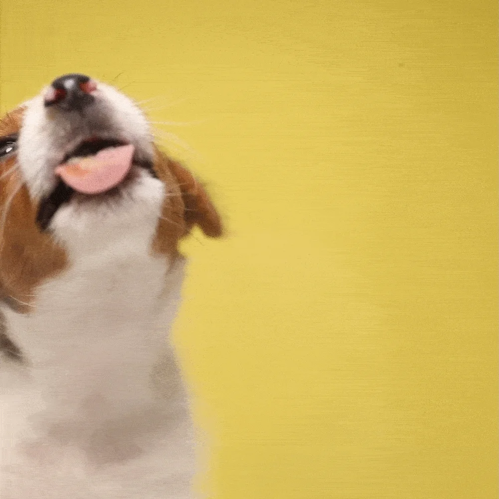 Tuesday Morning Puppy GIF