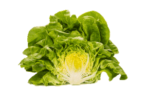 Healthyfood Vega Sticker by RijkZwaan