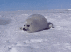 Video gif. A fuzzy baby seal scoots around on a bed of snow, looking incredibly plump and adorable. 
