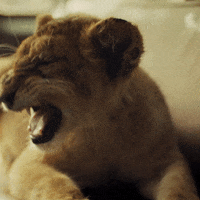 Cats Teeth GIF by #FestivalVarilux