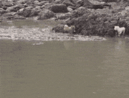 Where Are You Dog GIF