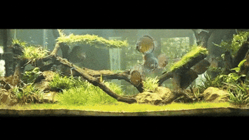 reception  GIF